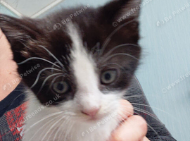 Kittens ready now