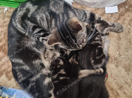 Beautiful Kittens Looking for Loving Homes