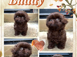 True chocolate imperial Shihtzu puppies