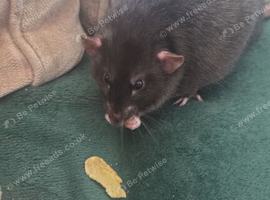 2 bonded males. 8 months old