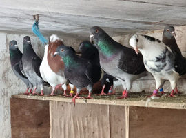 Pigeon