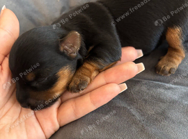 Yorkshire Terrier puppies