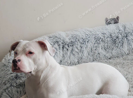 Staffy x pocket bully puppies
