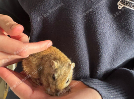 3 boy gerbils