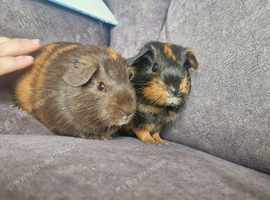 2 female baby guinea pigs