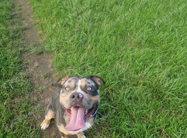 American bully