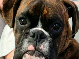 Beautiful brindle boxer for sale