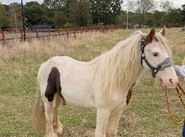 12h cob gelding