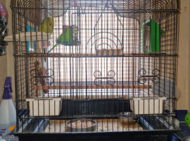 budgies