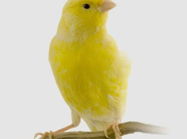 looking for a female roller canary
