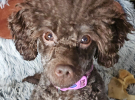 Kennel club registered toy poodle stud (not for sale)