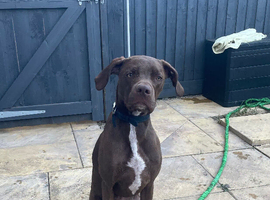 Lovely Weimaraner mixed bread looking for a new home