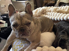 French Bulldog Looking for Her Forever Home