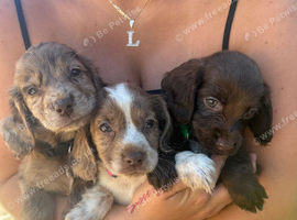 F1 Sprocker Spaniel puppies ( READY NOW )