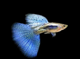 Blue Grass Guppies Breeding Pairs