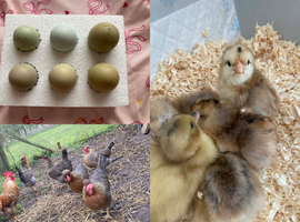 Easter Egger 6x Hatching Eggs