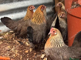 Dutch bantams