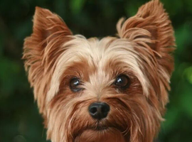 WANTED older female Yorkie