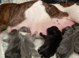 Blue staff X bull terrier pups