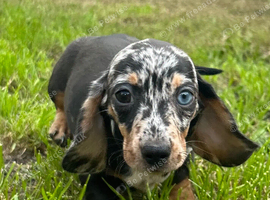READY NOW.... Beautiful litter of Miniature Dachshund