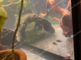 Mix ages and  ages of  cichlids  for sale
