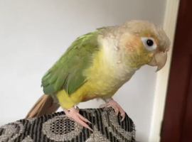 I will rehome your bird - 5 star home.