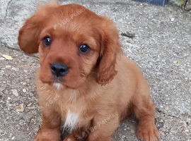 F1b cavapoo
