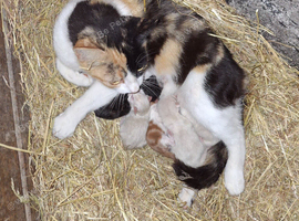 Happy Kittens for Loving Homes