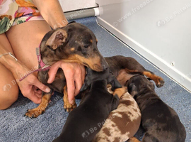 Miniature dachshund puppies for sale