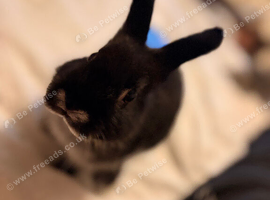 Netherland dwarf HOUSE bunny