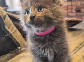 Maine coon pedigree kittens