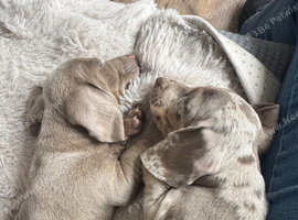 Dachshund puppies
