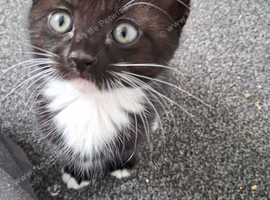 5 Kittens 4 sale