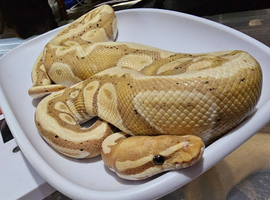 BANANA HET PIED