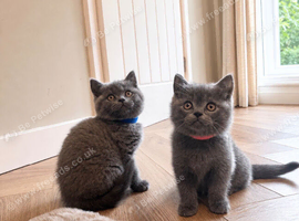 British shorthair kittens