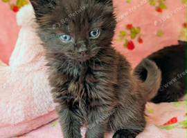 Persian cross  Fluffy Dark Brown female kittens.  Ready to leave