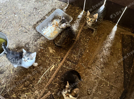 Farm kittens