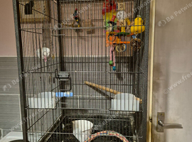 Bird cage with toys etc and bowls &pound;20