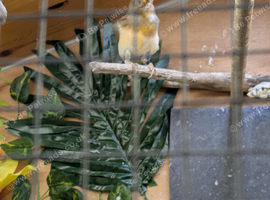Male red agate canary