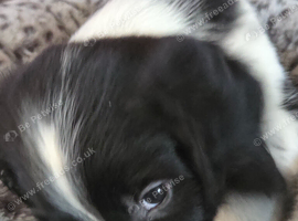 Cocker spaniel cross spring spaniel