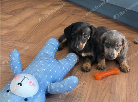 Dachshund pups
