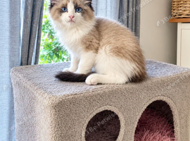 Ragdoll Bicollor male kittens