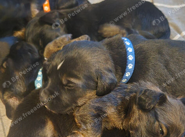 Beautiful sprocker puppies
