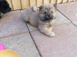 6 Chow Chow Puppies kc registered
