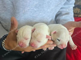 White Staffies