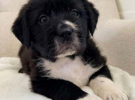 GIANT FLUFFY PUPS: F1 Old English Bordeaux!