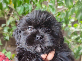 Shih tzu puppies last boy Redy Now