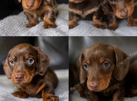 Miniature dachshunds kc reg