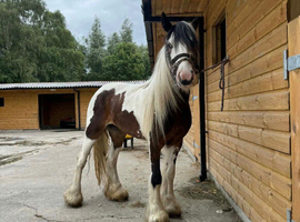 13hh cob mare