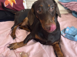 Miniature dachshund